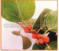Ficus Benghalensis Seeds
