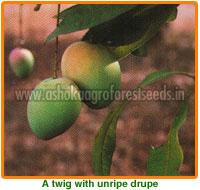 Mangifera Indica Seeds