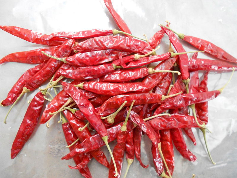 Dried Red Chilli 02