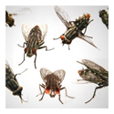Fly Bugs Control Services 03