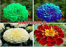 Marigold Flower Seeds 06