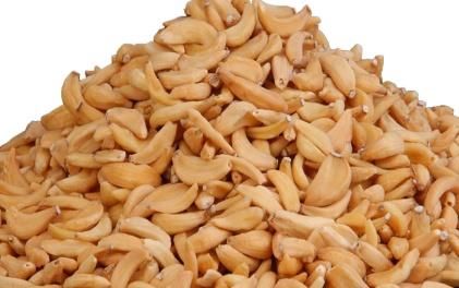 Dehydrated Garlic 03