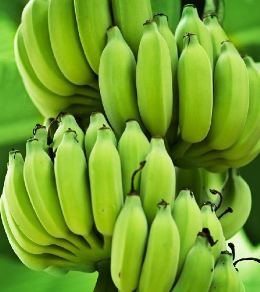Fresh Green Banana 01