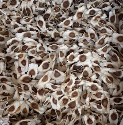 Moringa Seeds 01