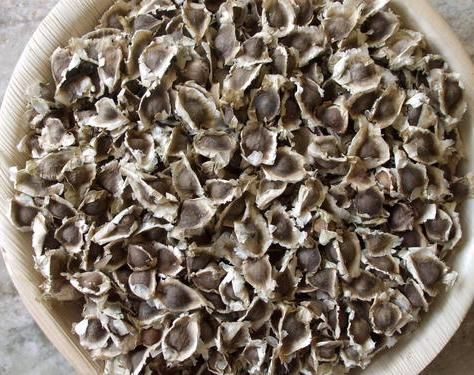 Moringa Seeds 02