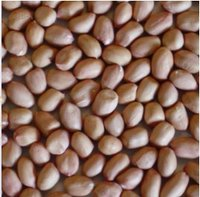 Groundnuts Kernels 01