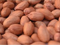 Groundnuts Kernels 02