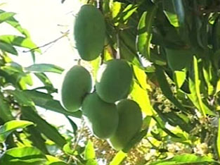 Kesar Mango Plant 01