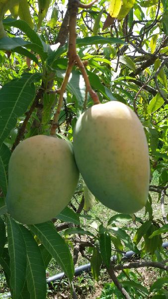 Kesar Mango Plant 05