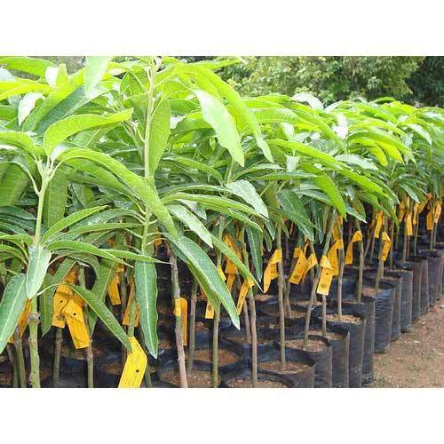 Kesar Mango Plant 06