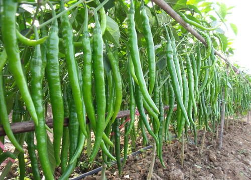Fresh Green Long Chilli 01