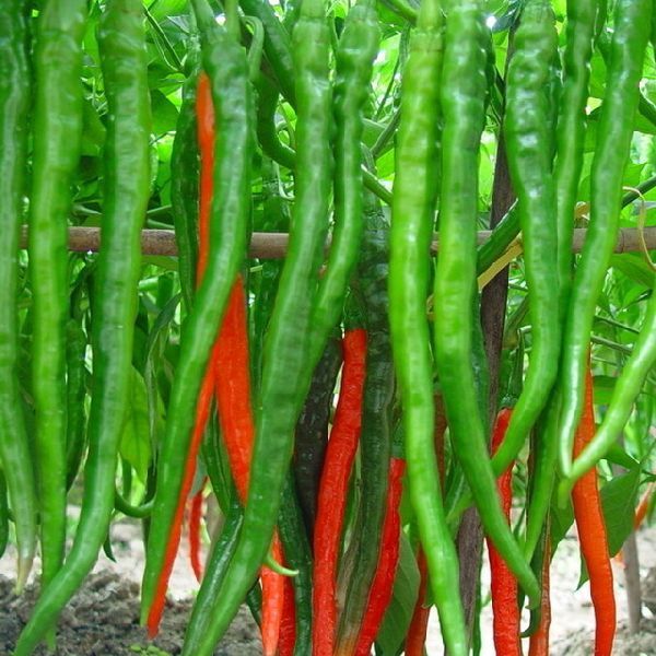 Fresh Green Long Chilli 02