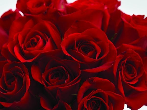 Fresh Indian Rose 01