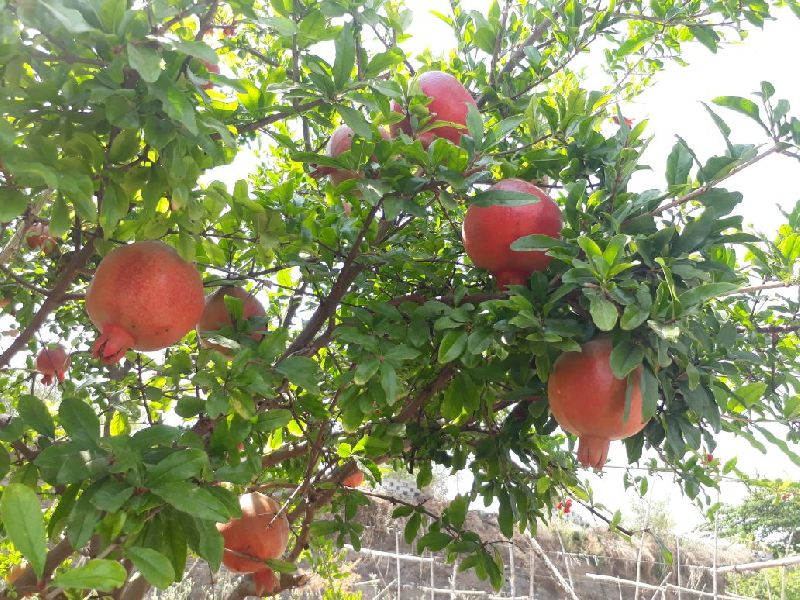 Fresh Pomegranate 02