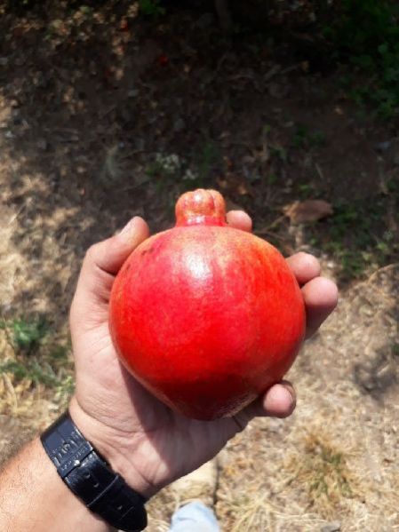Fresh Pomegranate 07
