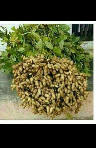 Shelled Groundnuts 02