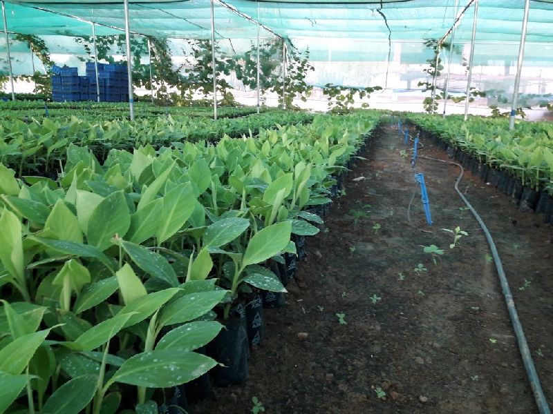 Shelled Groundnuts 03