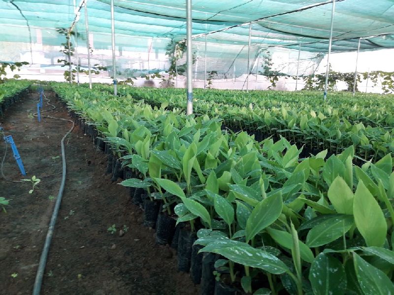 Shelled Groundnuts 04