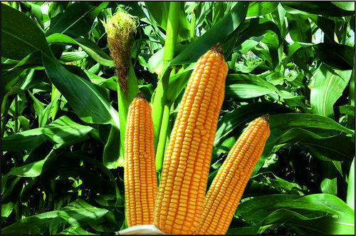 Hybrid Maize