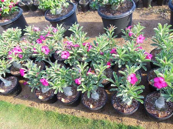 Adenium Hybrid Plant