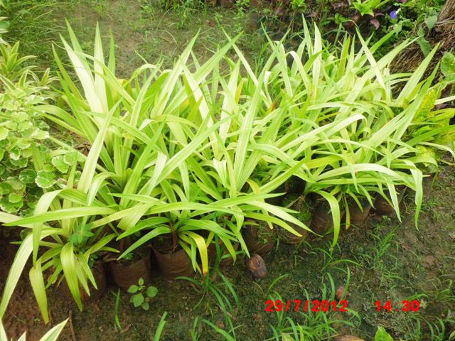 Pendanus Plant