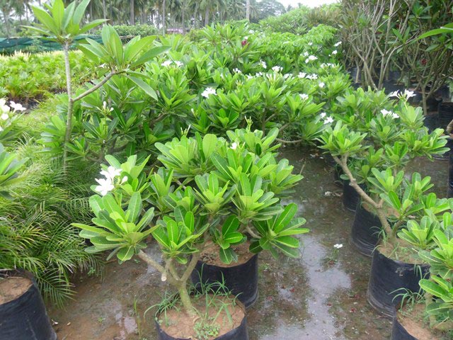 Plumeria Obtusa Plant