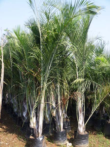Triangular Palm Plant