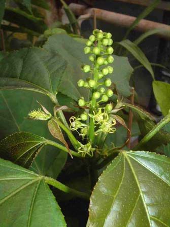Croton Tiglium Medicinal Seeds