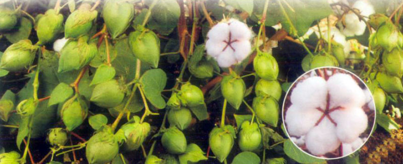 Cotton Seeds (Om Sai BG-II)