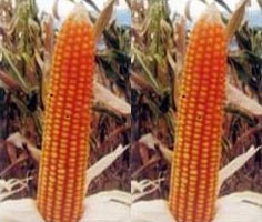 Hybrid Maize Seeds (Krishnagold)