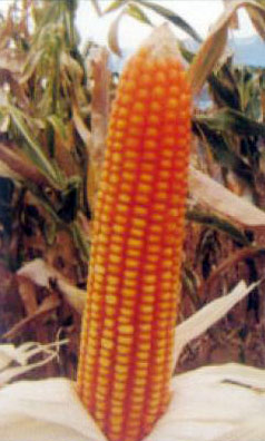 Hybrid Maize Seeds (Safal X-2)