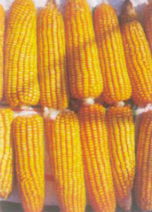 Hybrid Maize Seedsc (Surya)