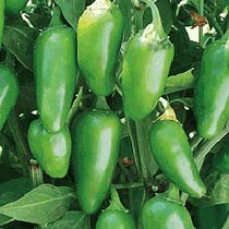 Jalapeno M Pepper Seeds
