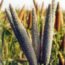 Millet Seeds (Balwan)