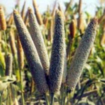 Millet Seeds (Giridhar)