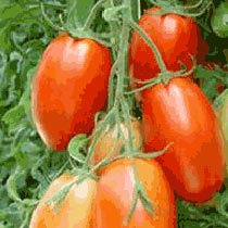 Roma VF Tomato Seeds