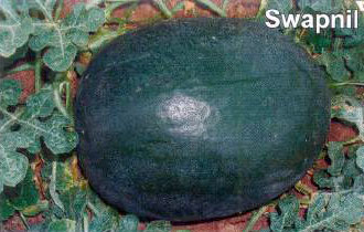 Watermelon Seeds (Swarpnil)