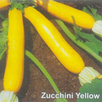 Zucchini Seeds