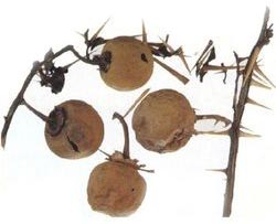 Solanum Xanthocarpum (Kantkari Panchnag)