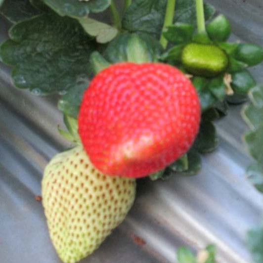 Nabila Strawberry Plant