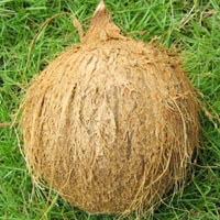 Coconut (SII 01)
