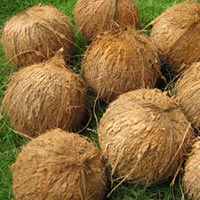 Coconut (SII 02) 