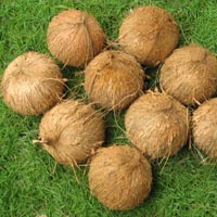 Coconut (SII 03)