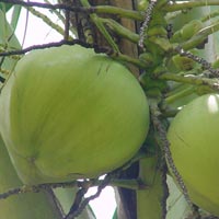 Coconut (SII 06)