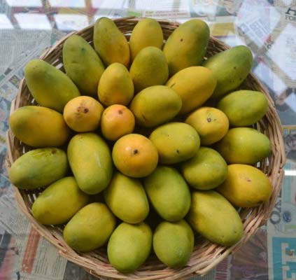 Dasheri Mangoes