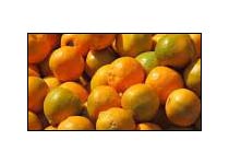 Oranges Nagpur