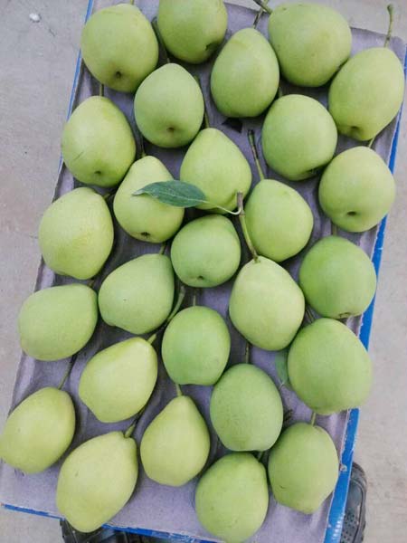 Fresh Chinese Pears