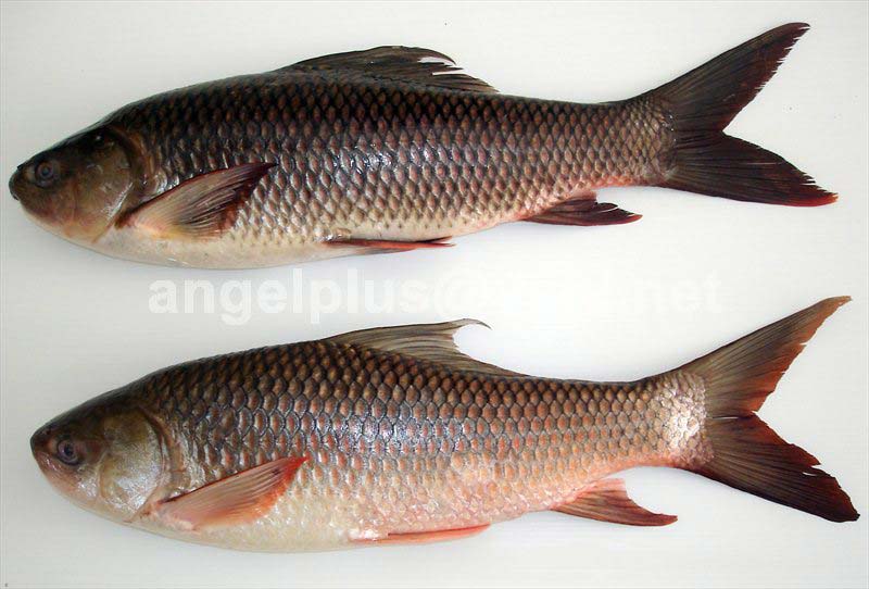 Frozen Rohu Fishes