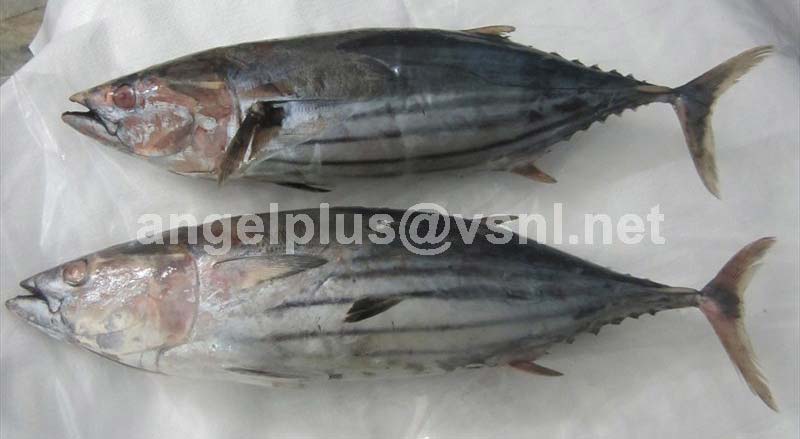 Frozen Skipjack Tuna Fishes