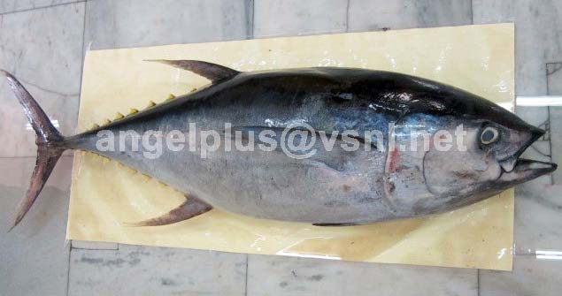 Frozen Yellowfin Tuna Fishes